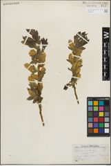 Foto von Salix lucida Muhl.